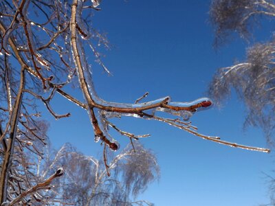Branch frost ice