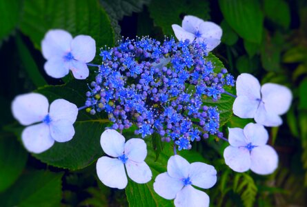 Kanagawa japan japan blue