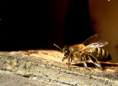 Bee spring nectar