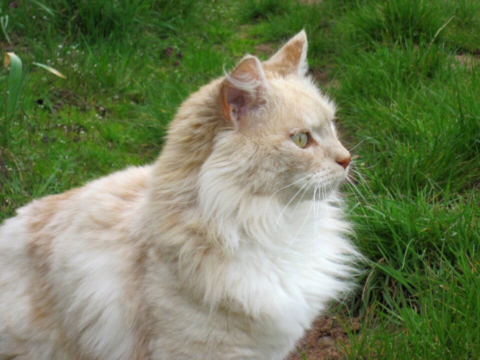 Animal nature meadow