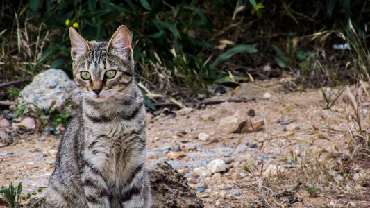 Young kitty adorable