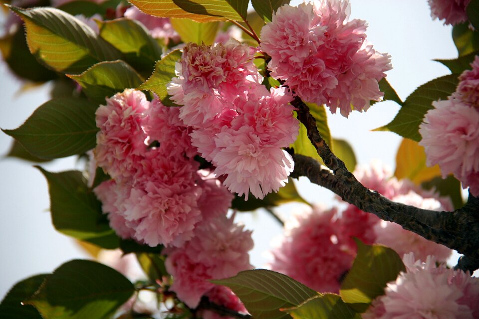 Spring bloom nature