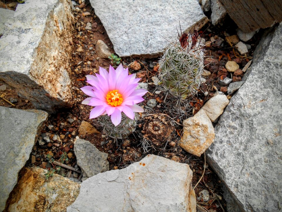 Pink rock perseverance