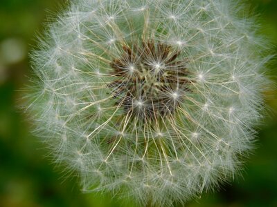 Dandelion green nature