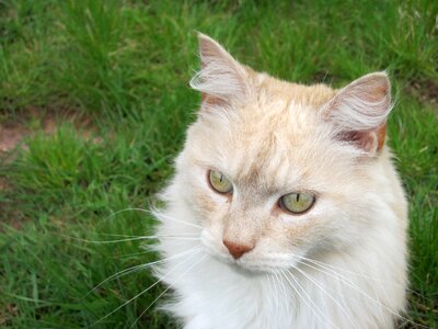 Curious cat's eyes pet photo