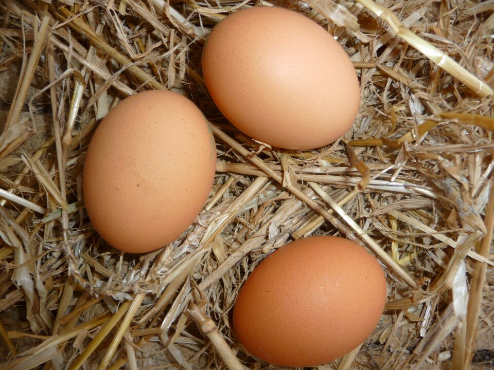 Eggs chicken coop straw
