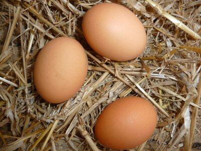 Eggs chicken coop straw