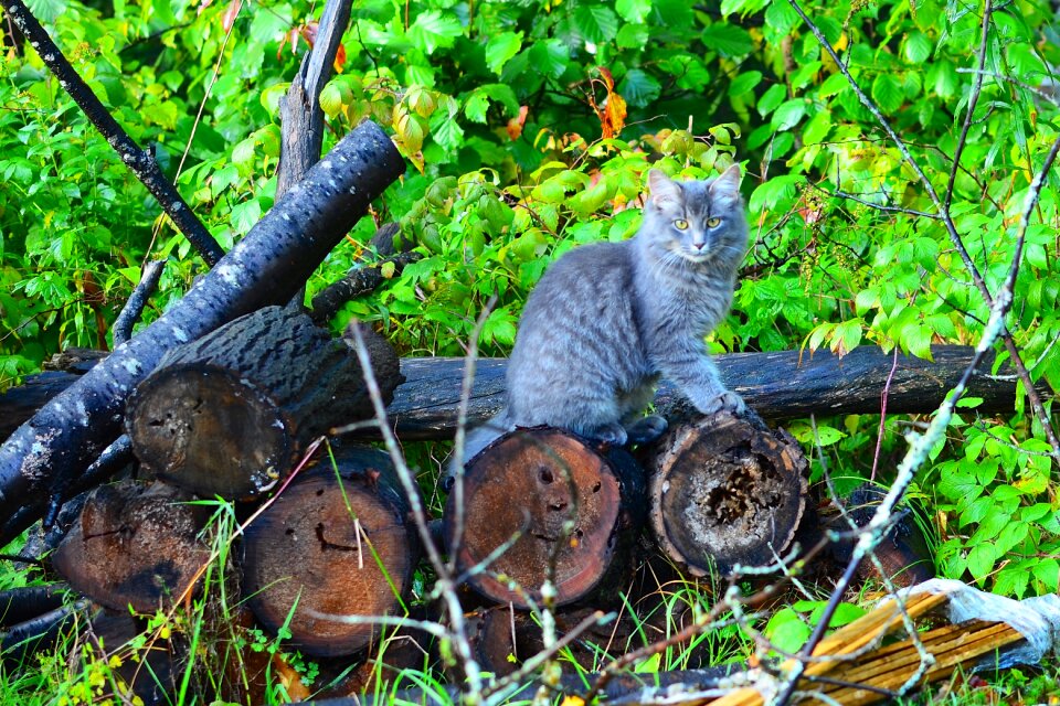 Pet cat forest
