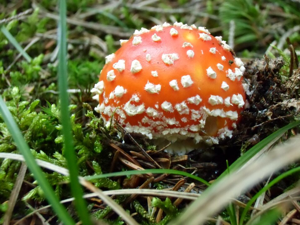 Mushrooms red fly agaric mushroom toxic