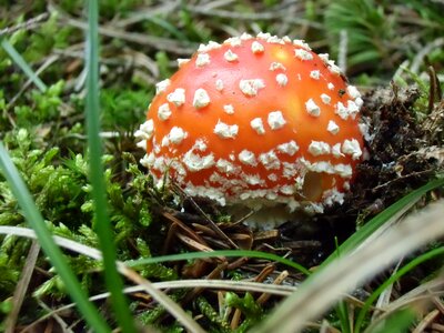 Mushrooms red fly agaric mushroom toxic photo