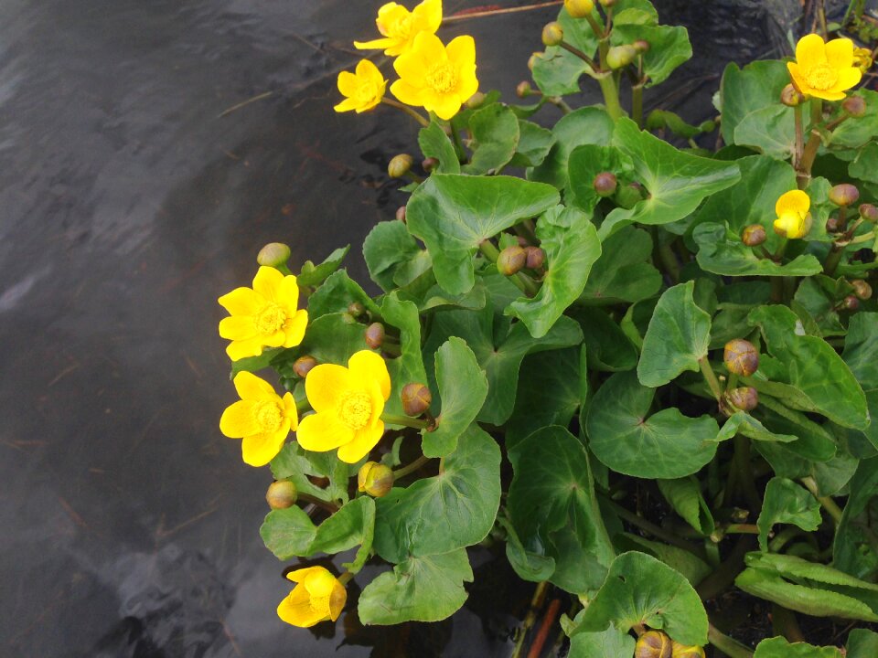 Spring natural flower