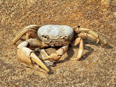Dead crab skeleton sand photo