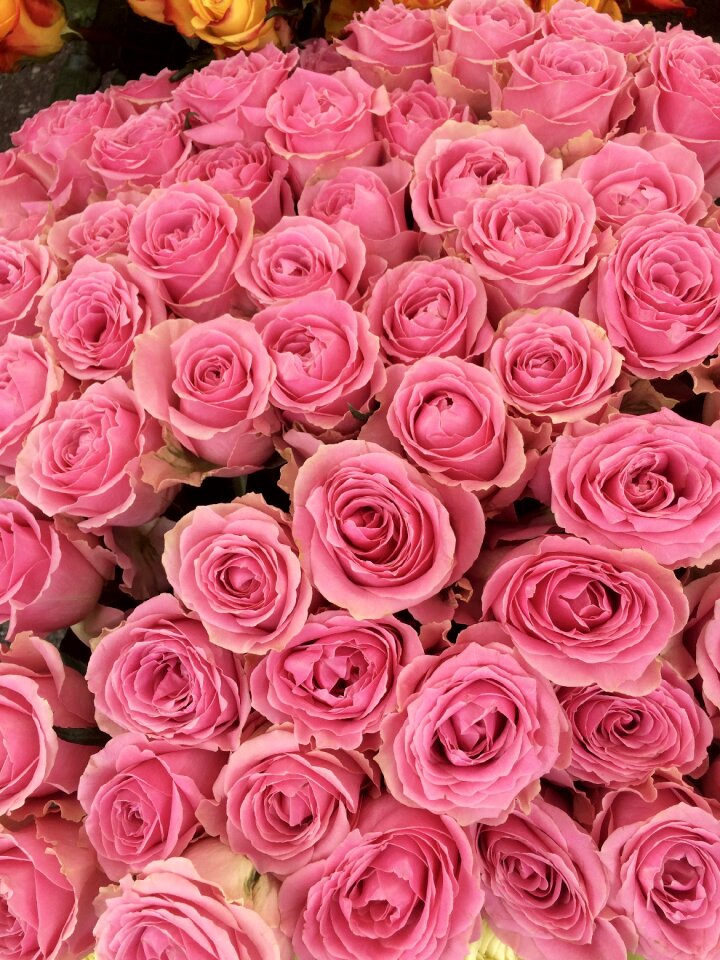 Romantic red rose blossom