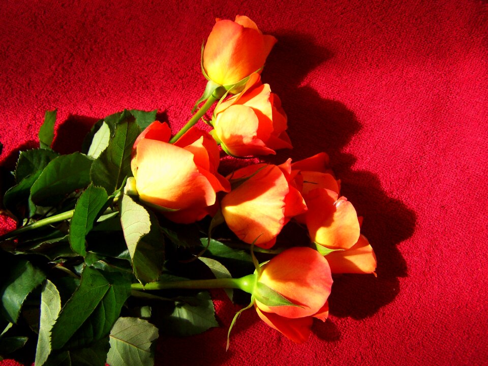 Rose bouquet cut flowers orange photo