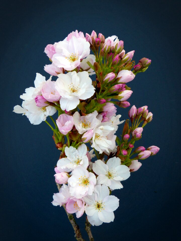 Bloom ornamental cherry japanese flowering cherry
