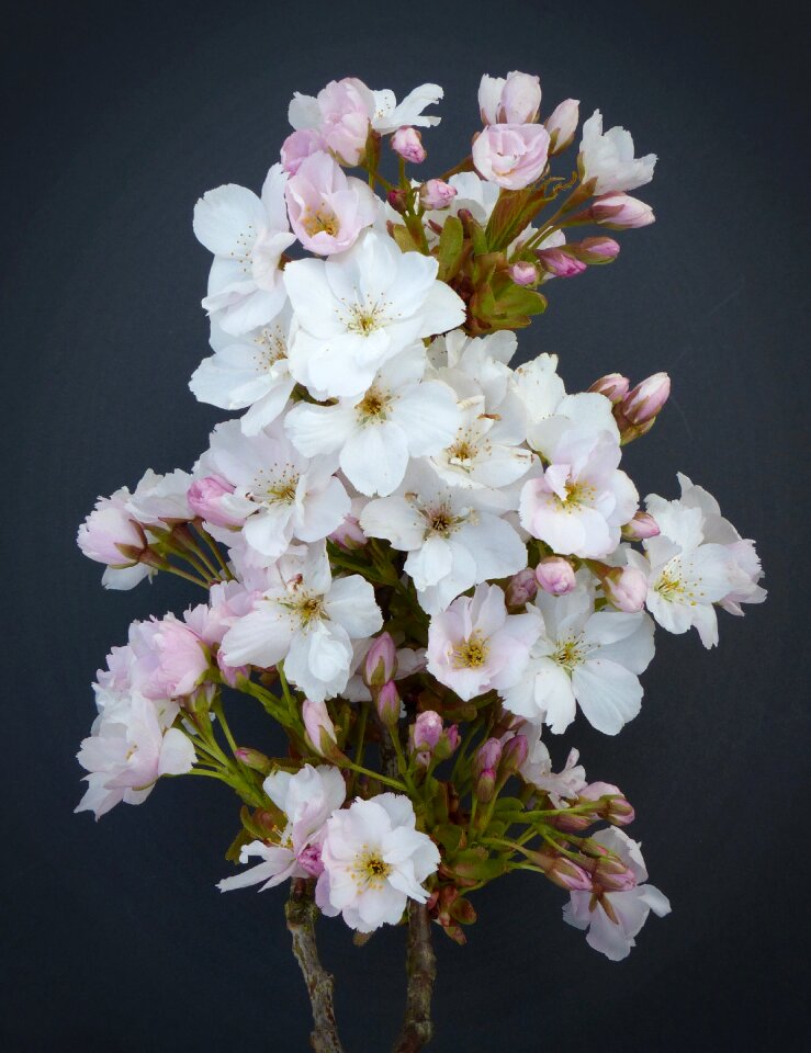 Bloom ornamental cherry japanese flowering cherry