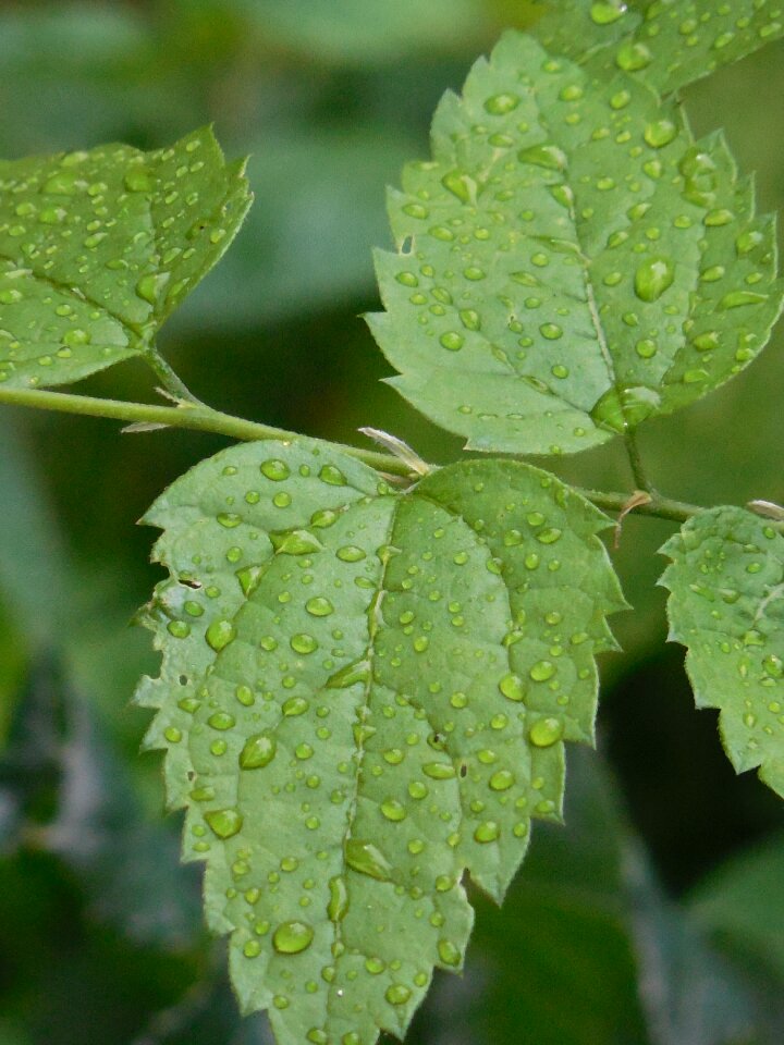 Green water drop