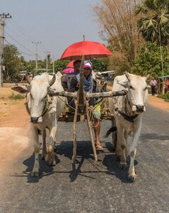 Vehicle cows road photo