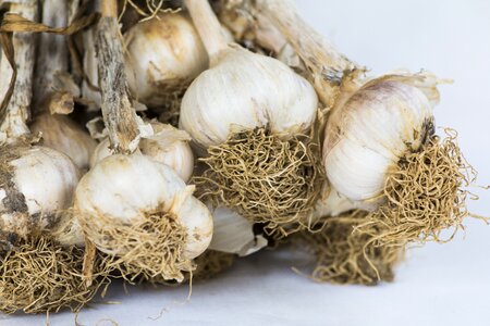 Heads of garlic condiment plant bulb photo