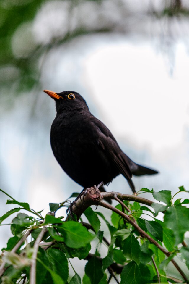 Nature wildlife animal