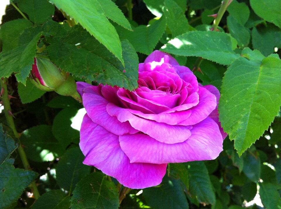 Rosebush nature plant