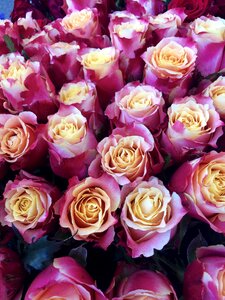 Romantic blossom bloom