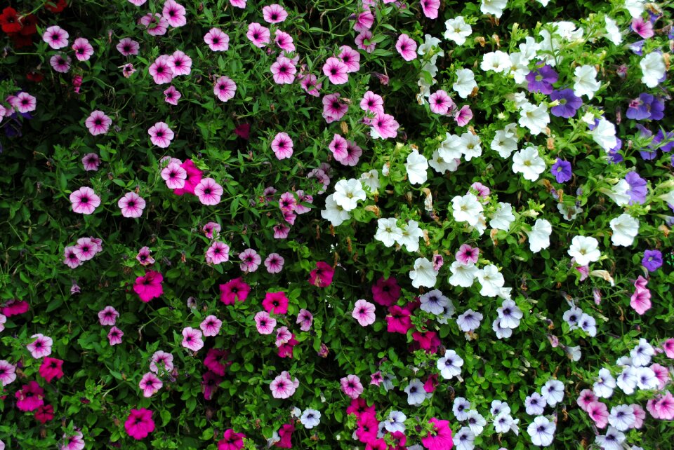 Plant petunia garden