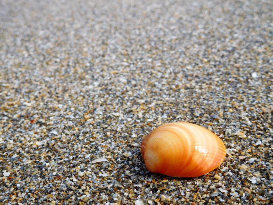 Seashell seashore
