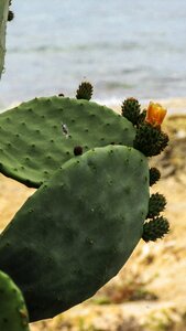 Cactus vegetation