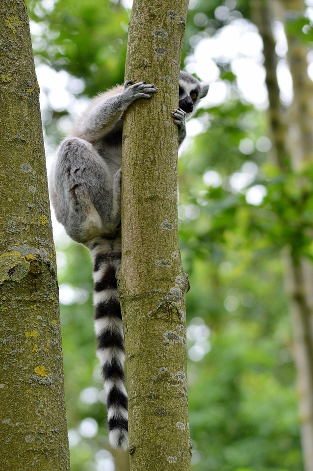 Animal wildlife wild