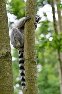 Animal wildlife wild