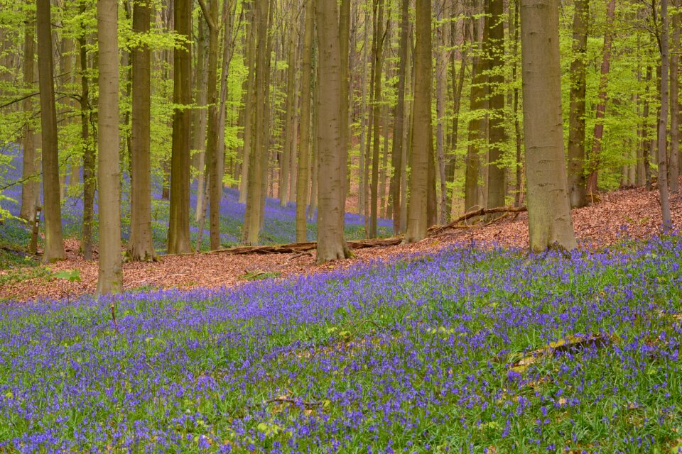 Wild hyacinth forest colors photo
