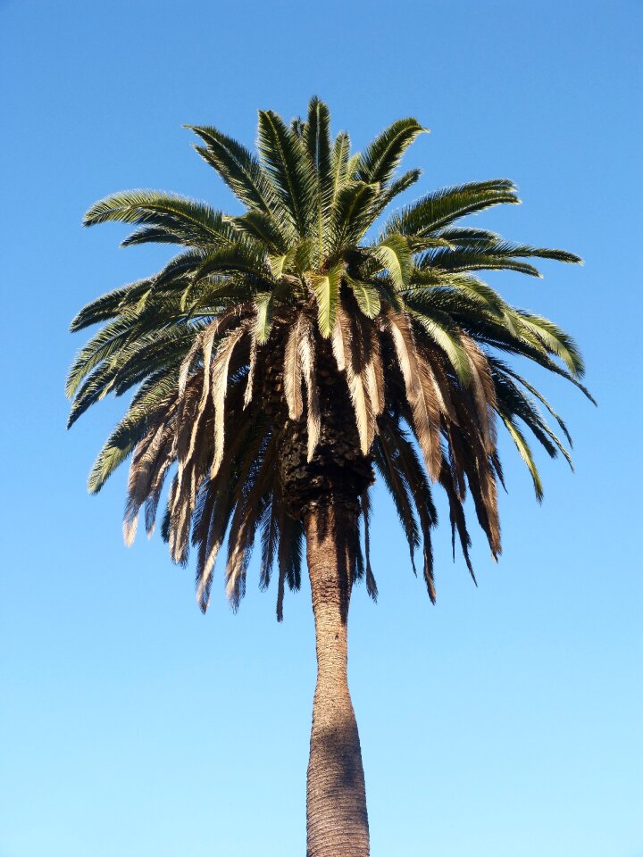 Palm tree isolated palm california