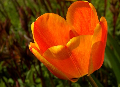 Spring breeding tulip ornamental plants photo