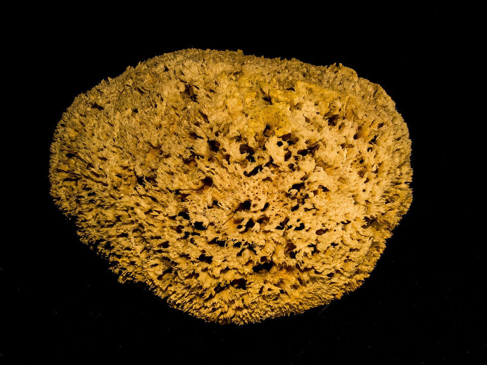 Sponge sea sponge decoration