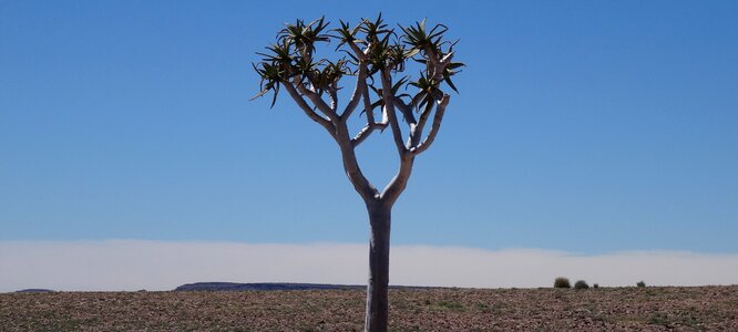 Desert africa landscape