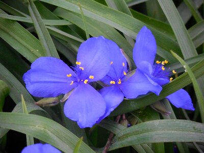 Purple bloom floral photo