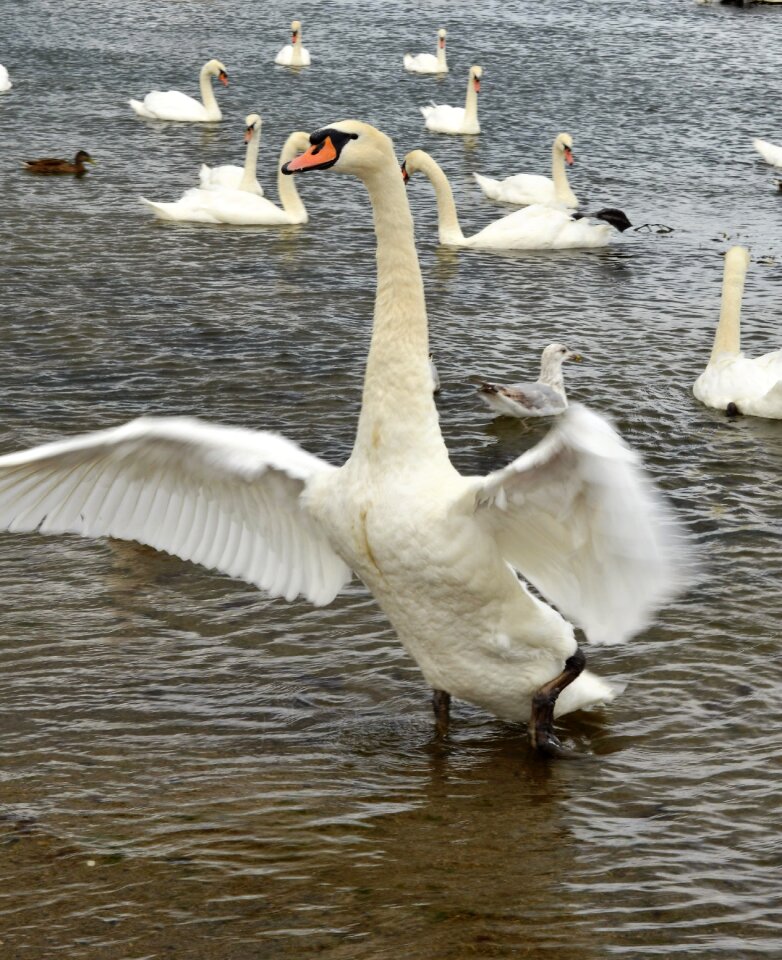 Nature wild animal