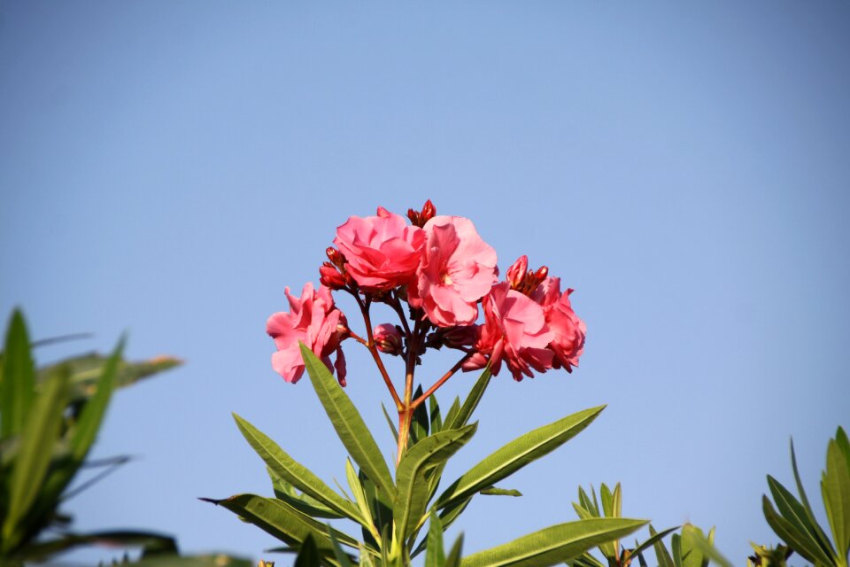 Garden flower summer