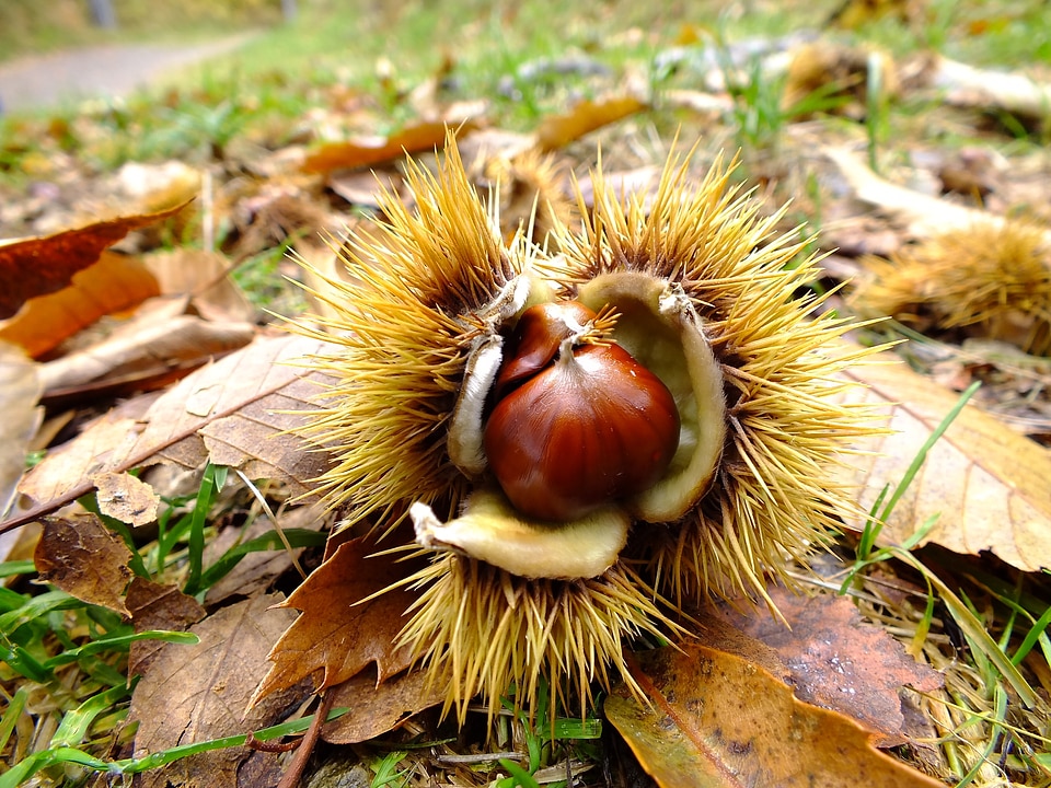 Chestnut forest spur october