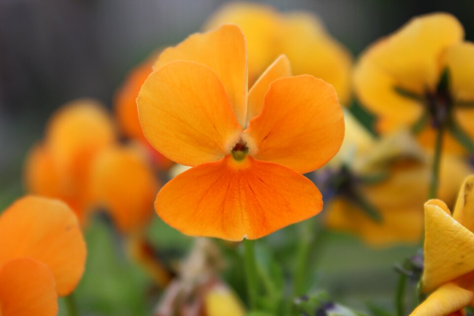 Bloom pansy garden