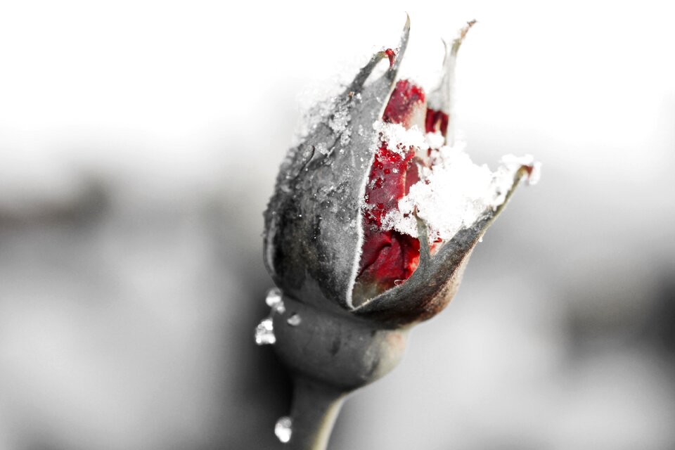Pink red rose bud