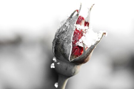 Pink red rose bud photo