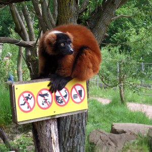 Red lemur zoo panel