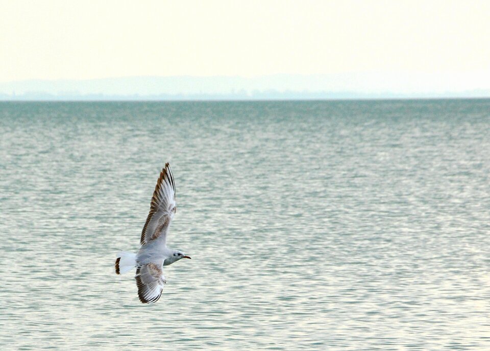 Seagull bird water