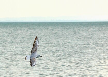 Seagull bird water
