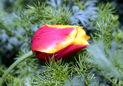 Garden spring flowering