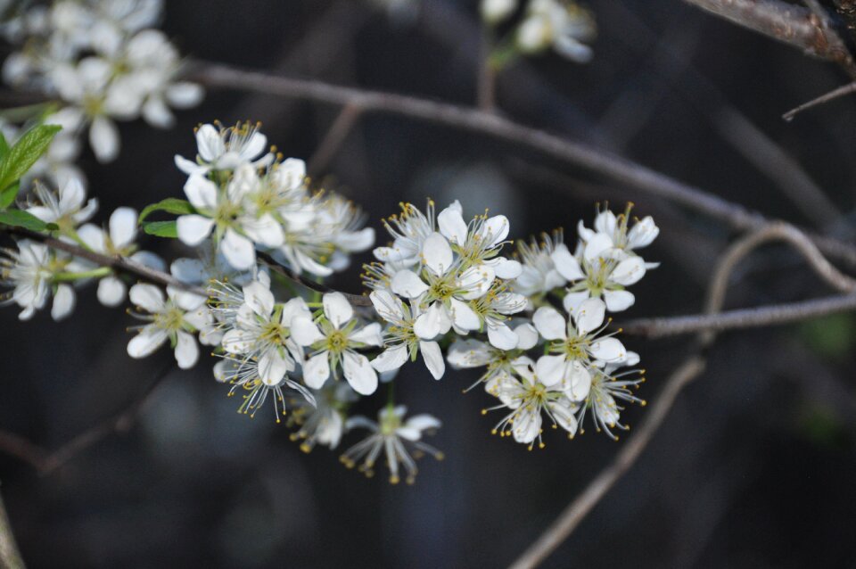 White flower spring bloom