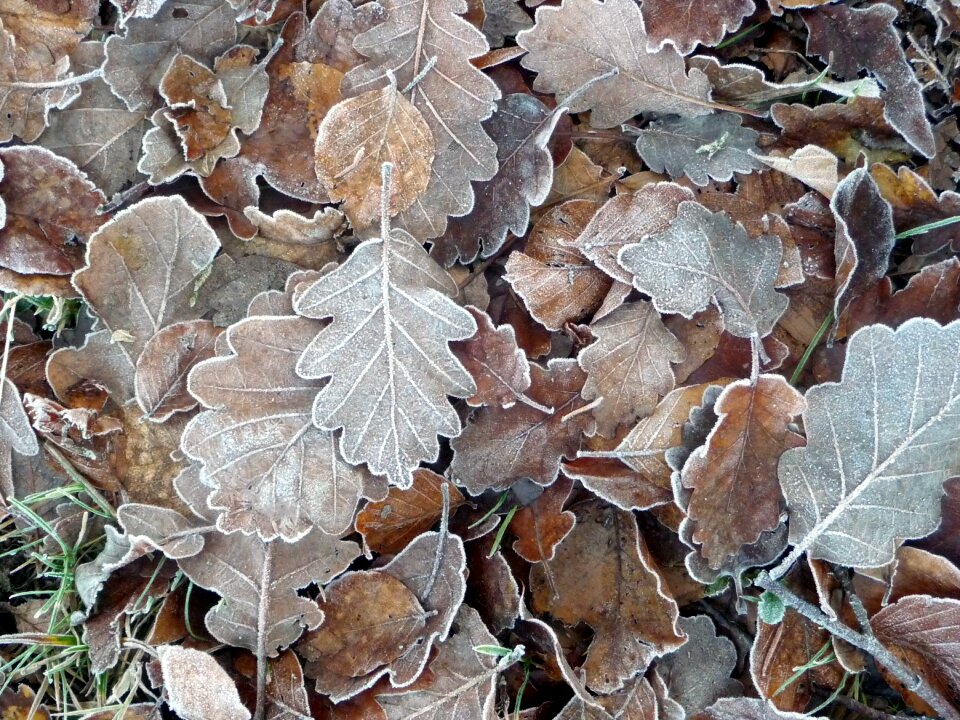 Plant carpet of leaves autumn leaves