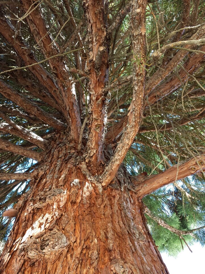 Trunk nature lumber